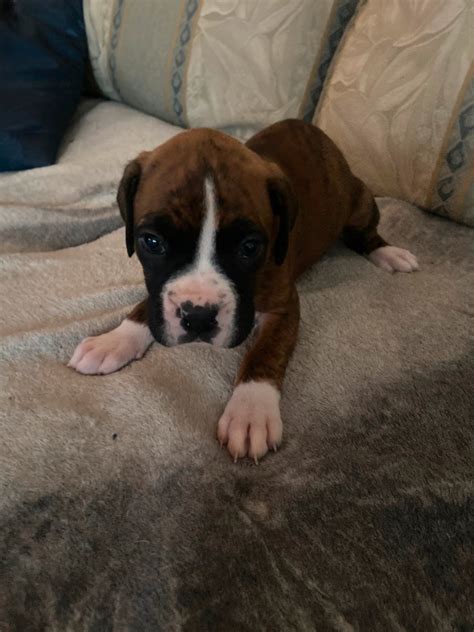 boxer puppies for sale toronto|kijiji ont boxer puppies for sale.